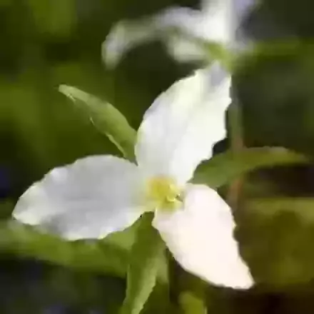 Grandiflorum
